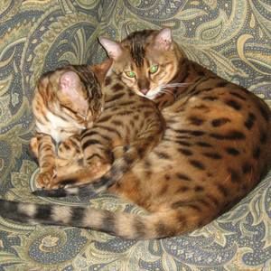 Meet your Posher, Pam